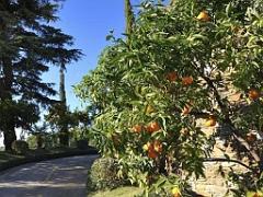 183 D23 BORMES LES MIMOSAS 1_000019